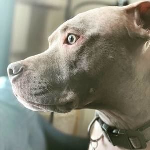 Meet your Posher, Annie